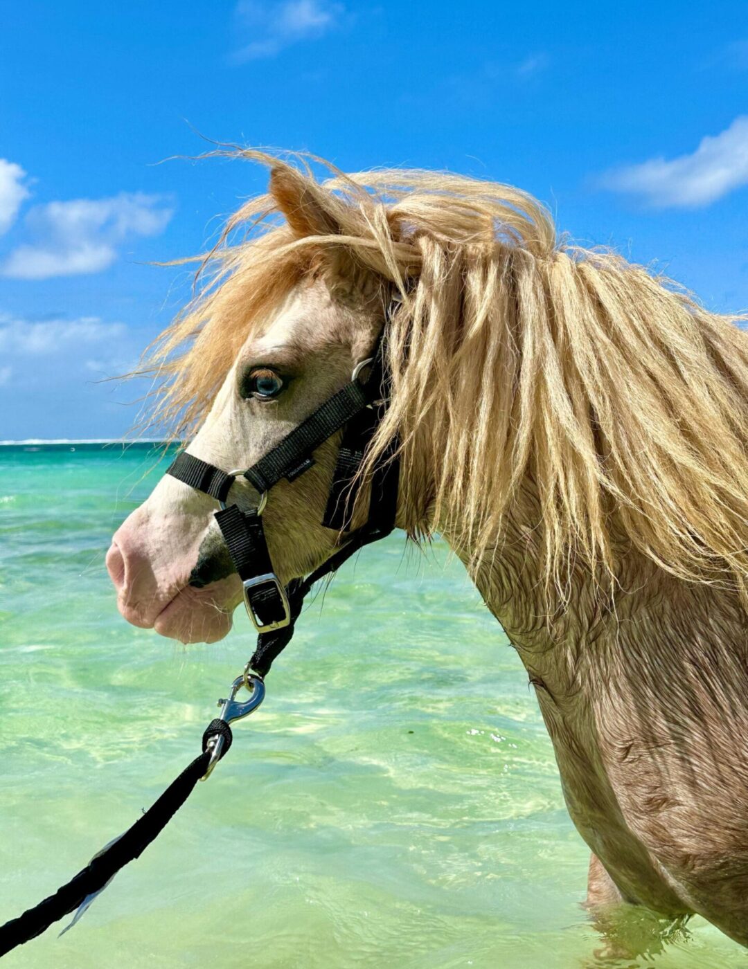 WhatsApp Image 2024-11-16 at 7.40.19 PM (1)